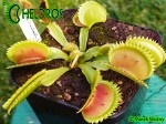 Dionaea Muscipula Muchołówka UK SAWTOOTH 1