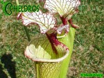 Sarracenia-Leah-Wilkerson-H112-Kapturnica-moorei
