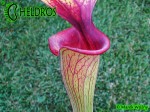 MK F88 Sarracenia Flava var. ornata, Solid red throat with diffused veins around neck, Apalachicola National Forest, FL W,PW