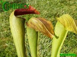MK H162 Kapturnica Sarracenia x Frogman. rubra x minor Barry Meyers-Rice 2006