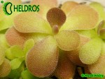 Pinguicula JOHANNA
