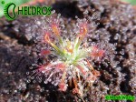 Rosiczka STELLIFLORA / Drosera STELLIFLORA
