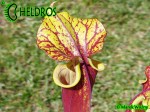 MK F25A Sarracenia Flava var. rubricorpora claret,MS