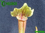 Kapturnica SARRACENIA x SMOORIE