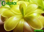 Tłustosz pinguicula ibarrae