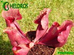 Kapturnica Sarracenia Purpurea subsp. Venosa - All Red Form