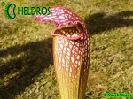 MK H152 Sarracenia x excellens Eddie Bates 2005