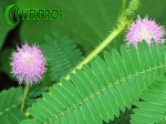 MIMOSA PUDICA leaf with flowers. MIMOZA PUDICA WSTYDLIWA liście i kwiaty.