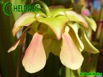 MK H162 Kapturnica Sarracenia x Frogman. rubra x minor Barry Meyers-Rice 2006