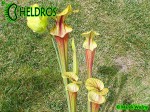 MK F19 Sarracenia Flava var. rubricorpora Red tube, Apalachicola National Forest, FLW,AH