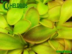 Pinguicula Tłustosz YUCCA DO 1718