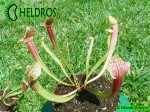Kapturnica SARRACENIA x SMOORIE