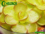 Tłustosz pinguicula reticulata Aramberri,  Nuevo Leon,  Mexico