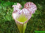 MK L65 Sarracenia Leucophylla Red  white, Marston Exotics. Large pitchers similar to the L19 clone.