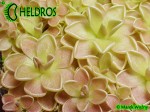 Tłustosz pinguicula Ehlersiae Santa Gertrudis