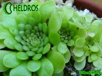 Tłustosz Pinguicula mirandae - south of Tehuacan, Oaxaca, Mexico, 1802 m
