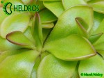 Tłustosz Pinguicula moranensis f. orchidioides