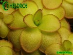 Tłustosz pinguicula ibarrae