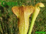 MK H126 Sarracenia x Dino Almacolle rubra subsp. jonesii x minor var. okefenokeensis Furio Ersetti, 2004