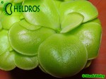 Tłustosz Pinguicula mirandae - south of Tehuacan, Oaxaca, Mexico, 1802 m