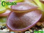 Pinguicula Tłustosz Potosiensis red leaves P34H