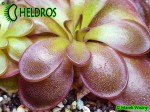 Pinguicula Tłustosz Potosiensis red leaves P34H