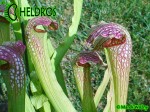 MK H165 Sarracenia x excellens John Wilden 2004