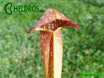MK H65 Kapturnica Sarracenia x Judy MB 2003