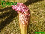 MK H152 Sarracenia x excellens Eddie Bates 2005