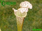 Sarracenia Leucophylla, Adrian Slack clone