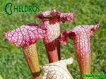 SX82 Kapturnica Sarracenia x Pink Thing, AS SX82