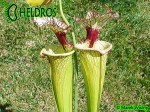 Sarracenia-Leah-Wilkerson-H112-Kapturnica-moorei