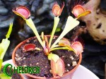 Dionaea Muscipula Muchołówka PARADISIA