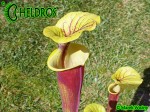 MK F26 Sarracenia Flava var. rubricorpora Burgundy,The actual clone from Adrian Slacks book Insect Eating plants and how to grow them, Tall pitchers, pale tan interior.