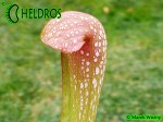 MK H65 Kapturnica Sarracenia x Judy MB 2003