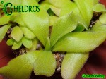 Pinguicula Tłustosz Colimensis
