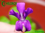 Tłustosz Pinguicula moranensis f. orchidioides - kwiat