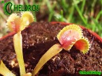 Dionaea Muscipula Muchołówka Umgekrempelt