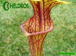 MK F86 Sarracenia Flava var. ornata, Cooks Carnivorous Plants