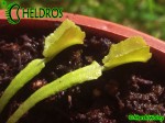Dionaea Muscipula Muchołówka MARS