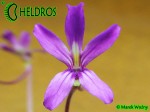 Pinguicula Rectifolia