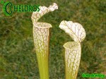 Sarracenia Leucophylla, Adrian Slack clone