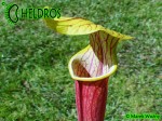 MK H26 Kapturnica Sarracenia flava Red tube x alata Red All red,SM