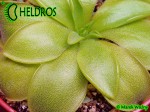 Tłustosz Pinguicula BCP Golden Eye
