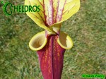 MK F26 Sarracenia Flava var. rubricorpora Burgundy,The actual clone from Adrian Slacks book Insect Eating plants and how to grow them, Tall pitchers, pale tan interior.