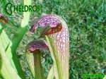 MK H165 Sarracenia x excellens John Wilden 2004