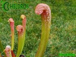 MK H65 Kapturnica Sarracenia x Judy MB 2003