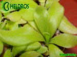 Pinguicula Tłustosz Colimensis