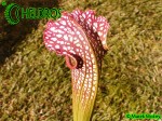 MK H152 Sarracenia x excellens Eddie Bates 2005