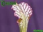 MK L7 Sarracenia Leucophylla Pubescent form,Perdido, AL.,WAH. Pitchers feel furry due microscopic hairs over the external surface.